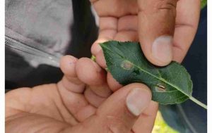 Apple Blotch Leaf Miner in Kashmir