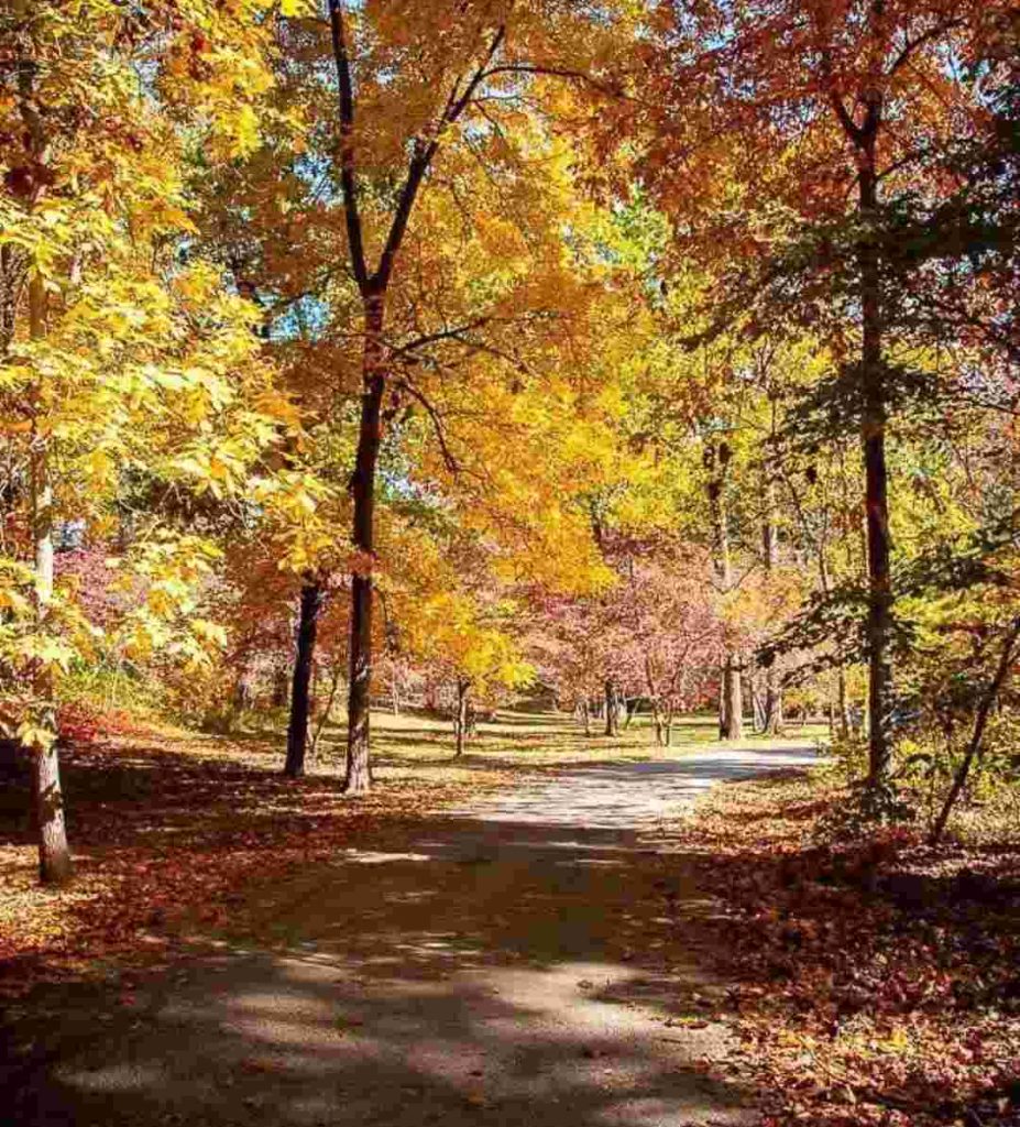 Autumn in Kashmir 2025: Chinar Leaves Turn the Valley into a Golden ...